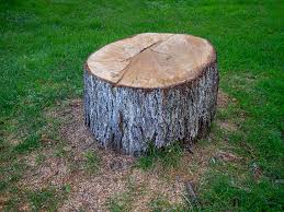 Best Tree Risk Assessment  in Lanham, MD
