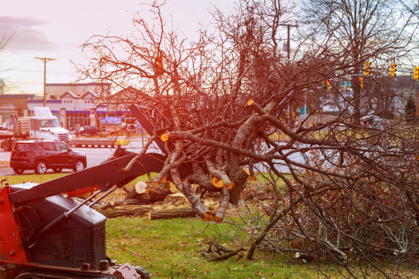 How Our Tree Care Process Works  in  Lanham, MD
