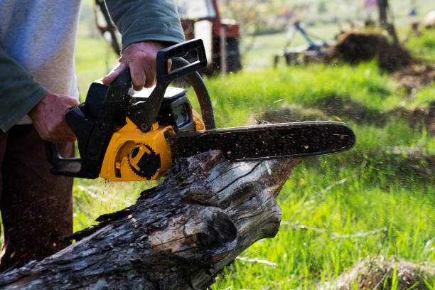 Best Tree Mulching  in Lanham, MD