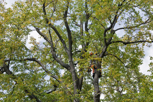 Trusted Lanham, MD Tree Care Experts
